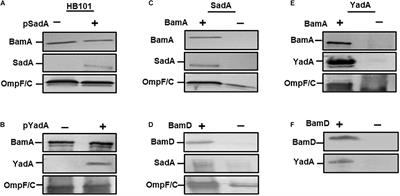 BamA and BamD Are Essential for the Secretion of Trimeric Autotransporter Adhesins